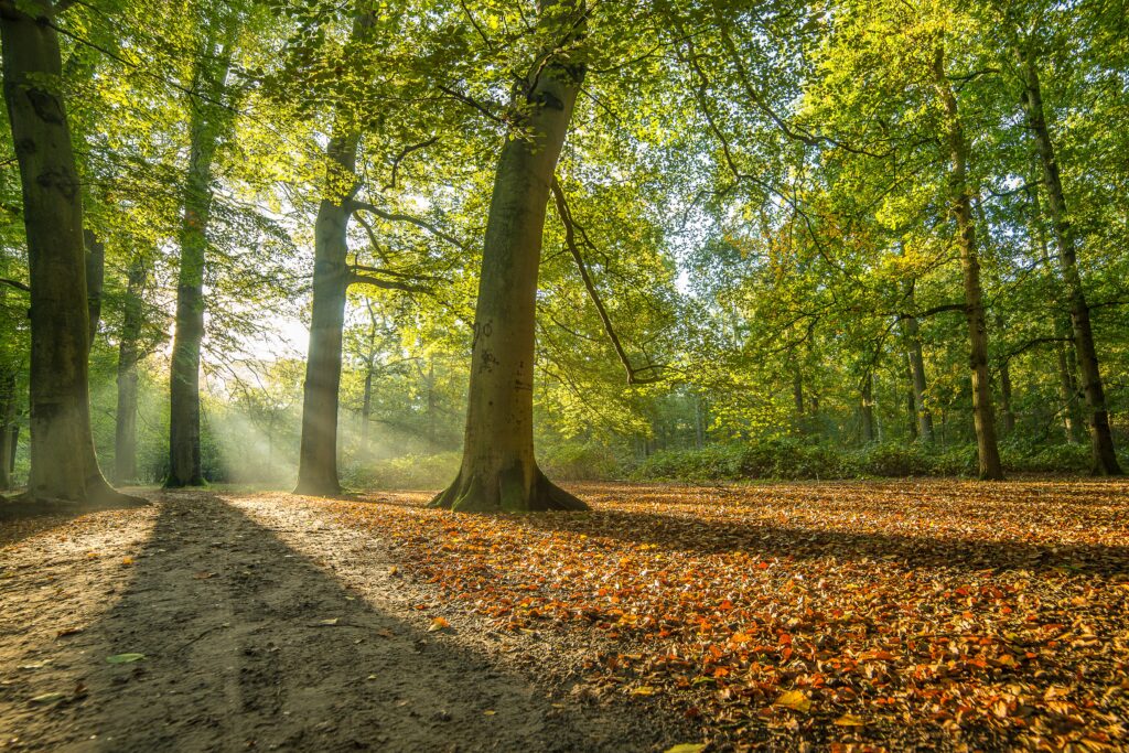 The sunlight covering the trees in the park and the ground with fallen leaves